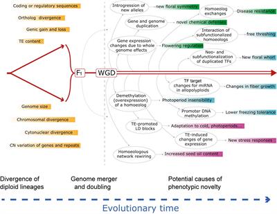 Genomics of Evolutionary Novelty in Hybrids and Polyploids